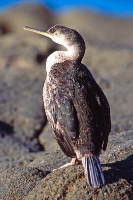 Corb marí ("Phalacrocorax aristotelis")
