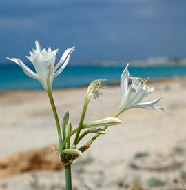 Lliri de mar ("Pancratium maritimum")