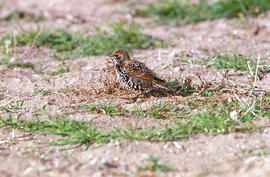 Estornell ("Sturnus vulgaris")