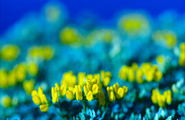 "Lotus corniculatus"
