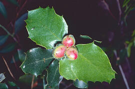 Fulles d'alzina ("Quercus ilex")