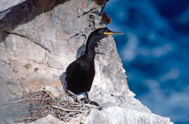Corpatassa ("Phalacrocorax carbo")