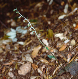 Abella d'alzinar ("Epipactis microphylla")