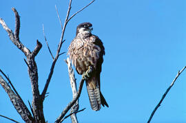 Falcó marí ("Falco eleonorae")