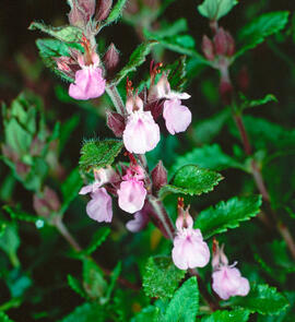 Alzineta ("Teucrium chamaedrys")