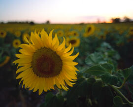 Girasol ("Helianthus annuus")