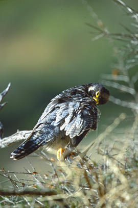Falcó ("Falco peregrinus")