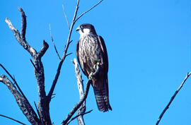 Falcó marí ("Falco eleonorae")