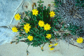 Cuscullera ("Hyoseris radiata")