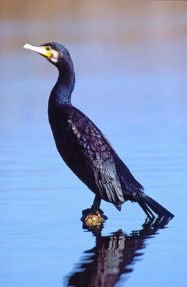 Corpatassa ("Phalacrocorax carbo")