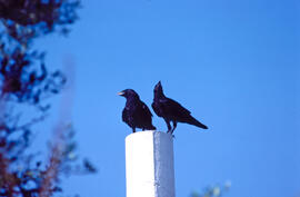 Corb ("Corvus corax")