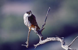 Falcó ("Falco peregrinus")