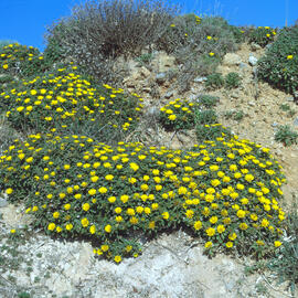 Gravit marí ("Pallenis maritima")