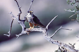 Falcó ("Falco peregrinus")