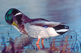 Collblau ("Anas platyrhynchos")