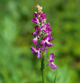 Orquídia ("Orchis palustris")