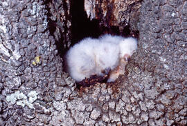 Cries de mussol ("Otus scops")