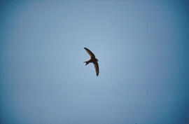 Falcó marí ("Falco eleonorae") volant