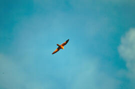 Falcó mostatxut ("Falco subbuteo") volant