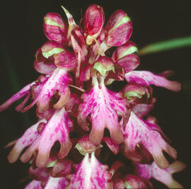Mosques grosses ("Himantoglossum robertianum")