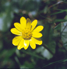 Celidònia ("Ficaria verna")
