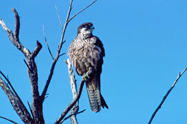 Falcó marí ("Falco eleonorae")