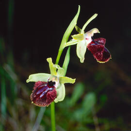 Mosca vermella ("Ophrys tenthredinifera")