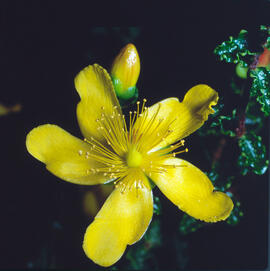 "Hypericum olympicum"