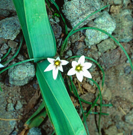 Romúlea ("Romulea columnae")