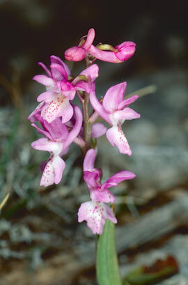 Orquídia ("Orchis mascula")