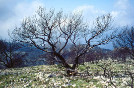 Pins cremats