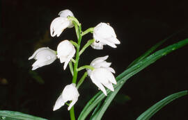 Curraià blanc ("Cephalanthera longifolia")