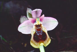 Mosca vermella ("Ophrys tenthredinifera")