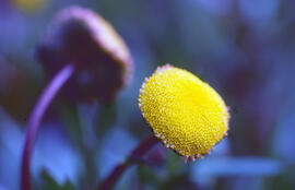 Cotula ("Cotula coronopifolia")