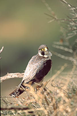 Falcó ("Falco peregrinus")