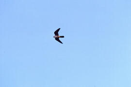 Falcó marí ("Falco eleonorae") volant