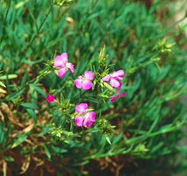 Clavell ("Dianthus rupicola")