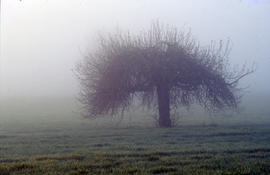 Figuera entre la boira