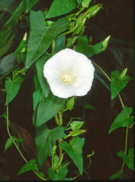 Campanetes ("Calystegia sepium")