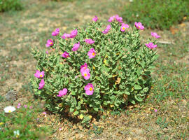 Estepa blanca ("Cistus albidus")
