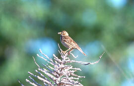 Titina sorda ("Anthus pratensis")