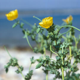 Carxofera de prat ("Glaucium flavum")