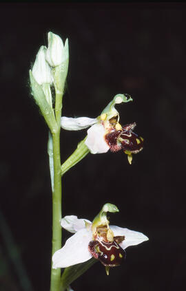 Orquídia abella ("Ophrys apifera")
