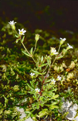 Saxífraga de tres dits ("Saxifraga tridactylites L.")