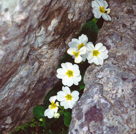 "Ranunculus fluitans"