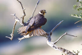 Falcó ("Falco peregrinus")