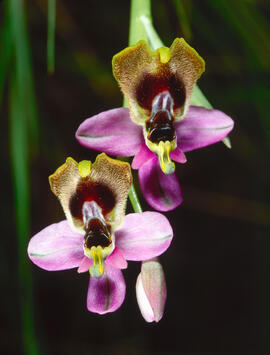 Mosca vermella ("Ophrys tenthredinifera")