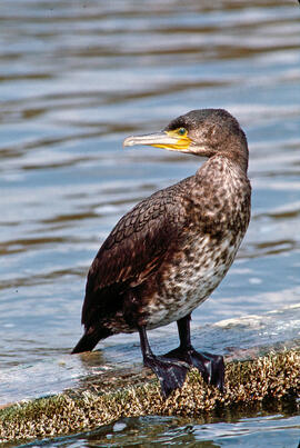 Corpatassa ("Phalacrocorax carbo")