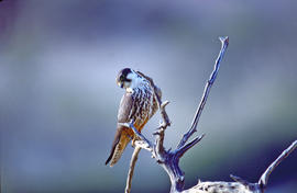 Falcó ("Falco peregrinus")