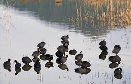 Fotja ("Fulica atra")